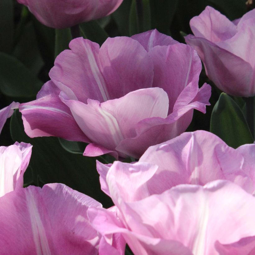 Tulipa Triumph Carré - Triumphtulp (Bloei)