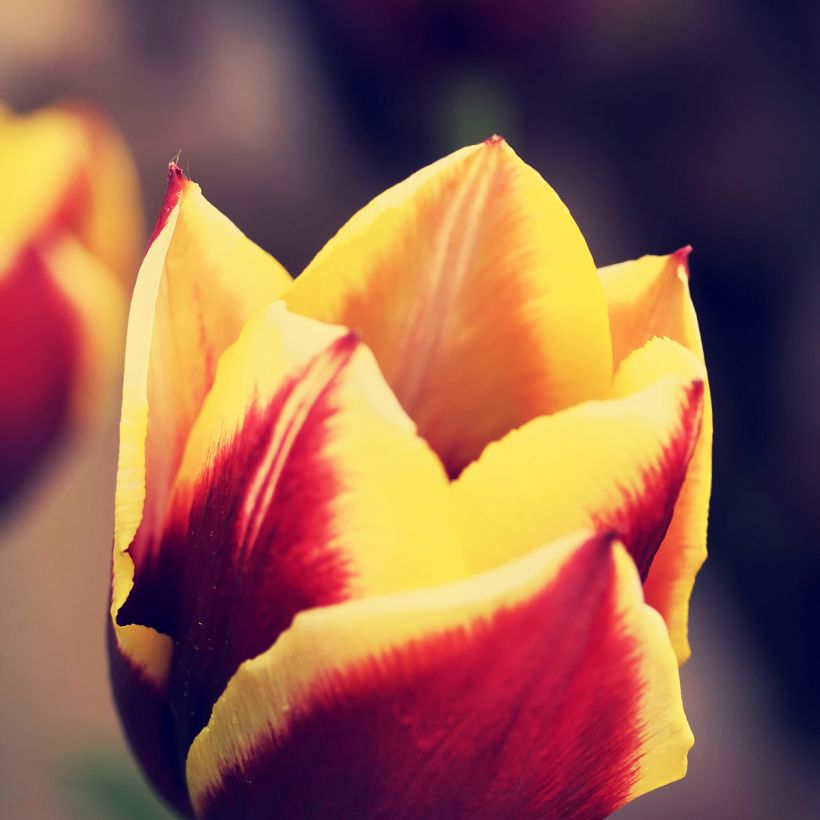 Tulipe Triumph Gavota - Triumphtulp (Bloei)