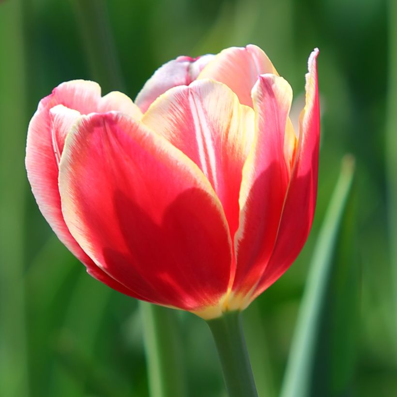 Tulipa Triumph Leen van der Mark - Triumphtulp (Bloei)
