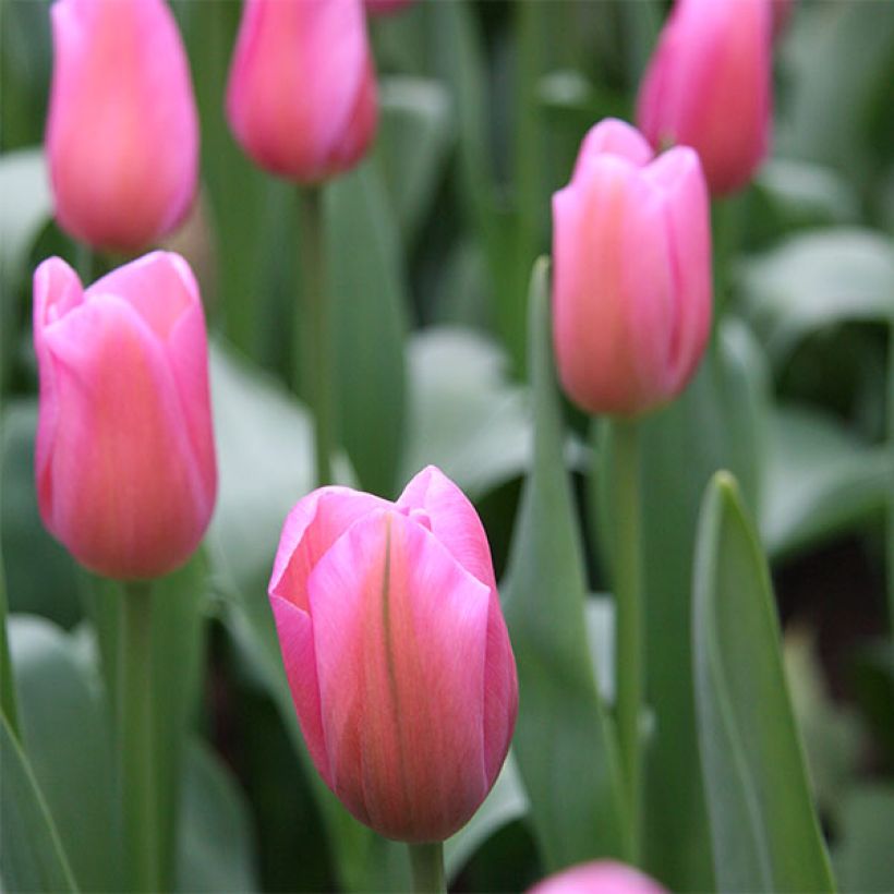 Tulipe Triumph Mistress - Triumphtulp (Bloei)