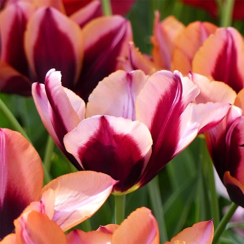 Tulipa Triumph Muvota - Triumphtulp (Bloei)