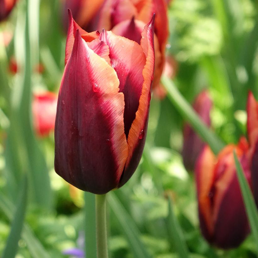 Tulipa Triumph Muvota - Triumphtulp (Bloei)