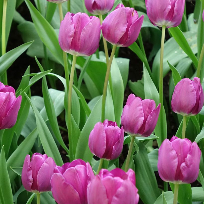 Tulipa Triumph Negrita - Triumphtulp (Bloei)