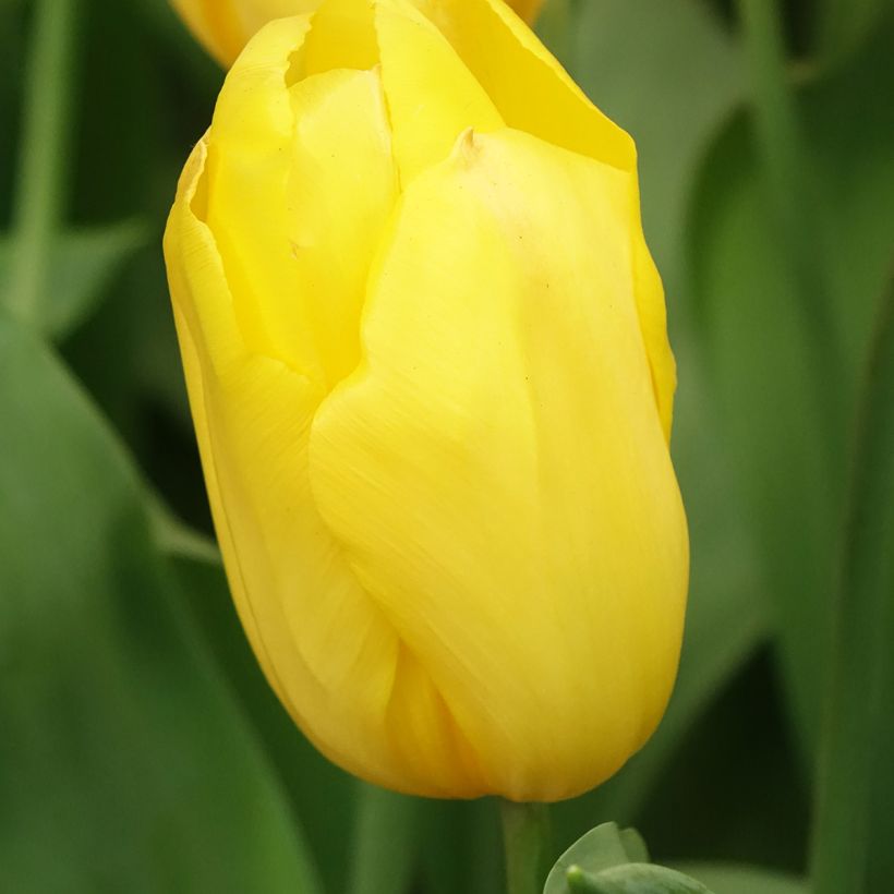 Tulipa Triumph Strong Gold  - Triumphtulp (Bloei)