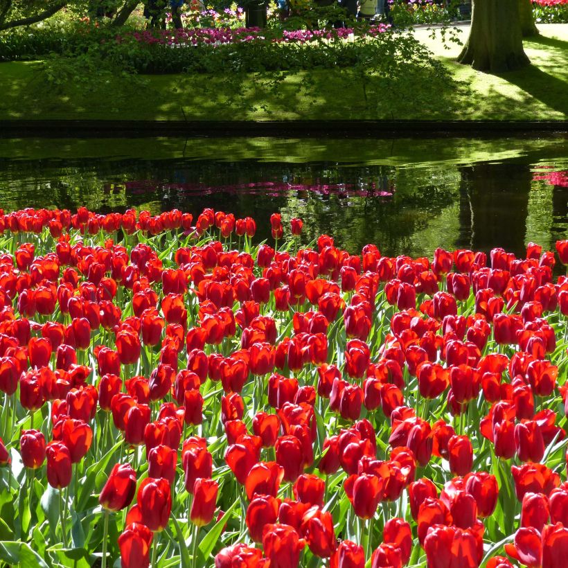 Tulipa Triumph Strong Love - Triumphtulp (Bloei)