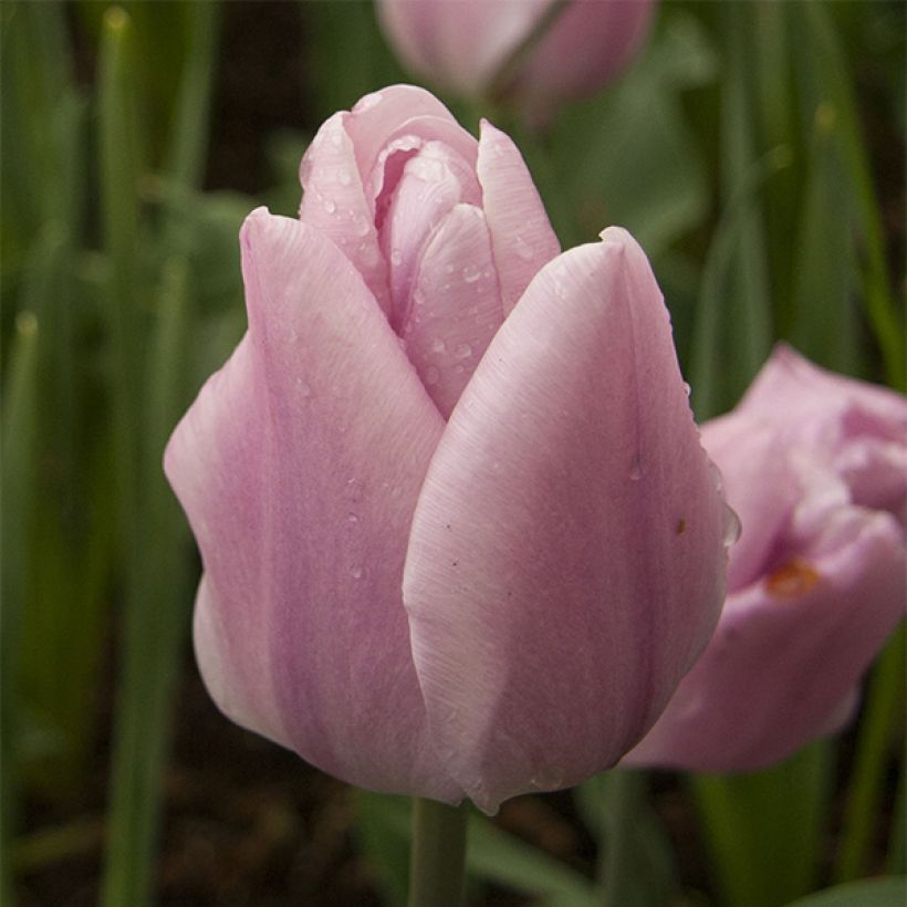 Tulipe Triumph Synaeda Amor - Triumphtulp (Bloei)