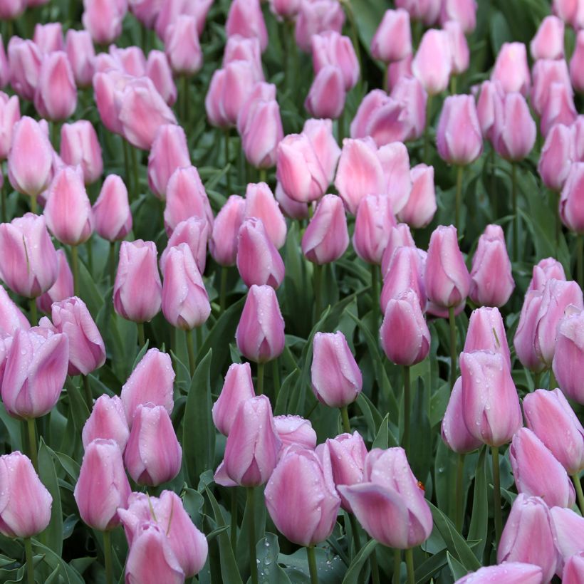 Tulipe Triumph Synaeda Amor - Triumphtulp (Bloei)