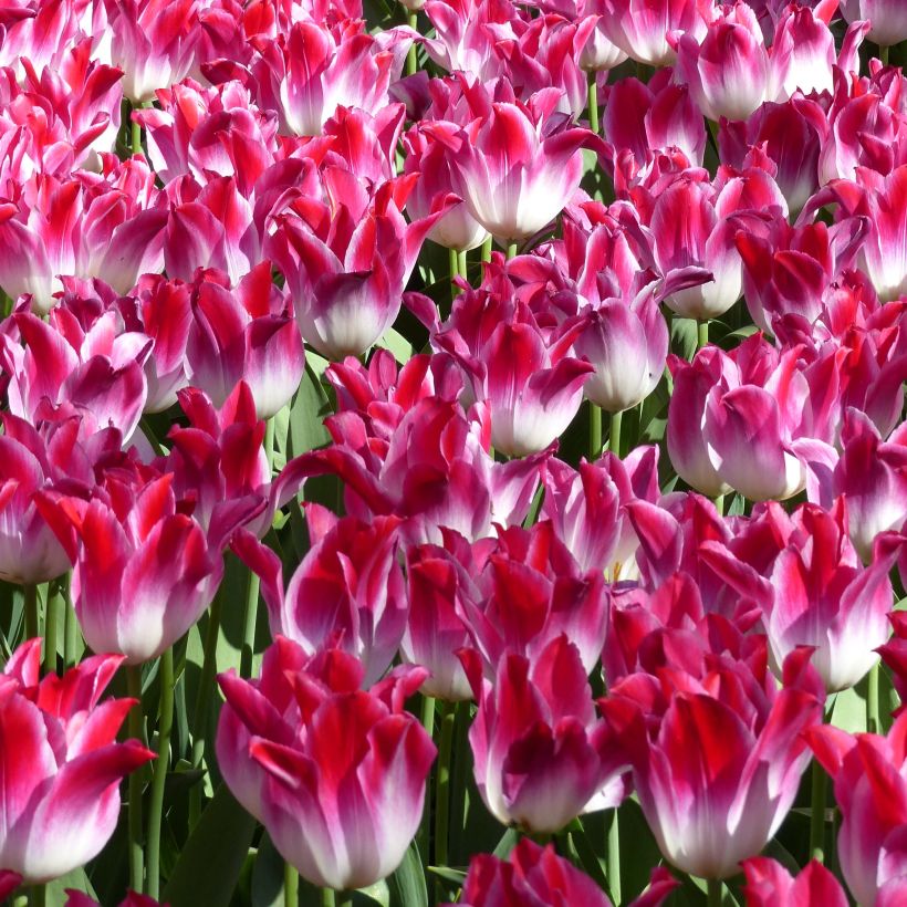 Tulipa Triumph Whispering Dream - Triumphtulp (Bloei)
