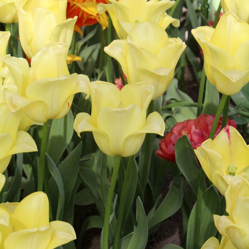 Tulipa Triumph World Friendship - Triumphtulp (Groeiplaats)