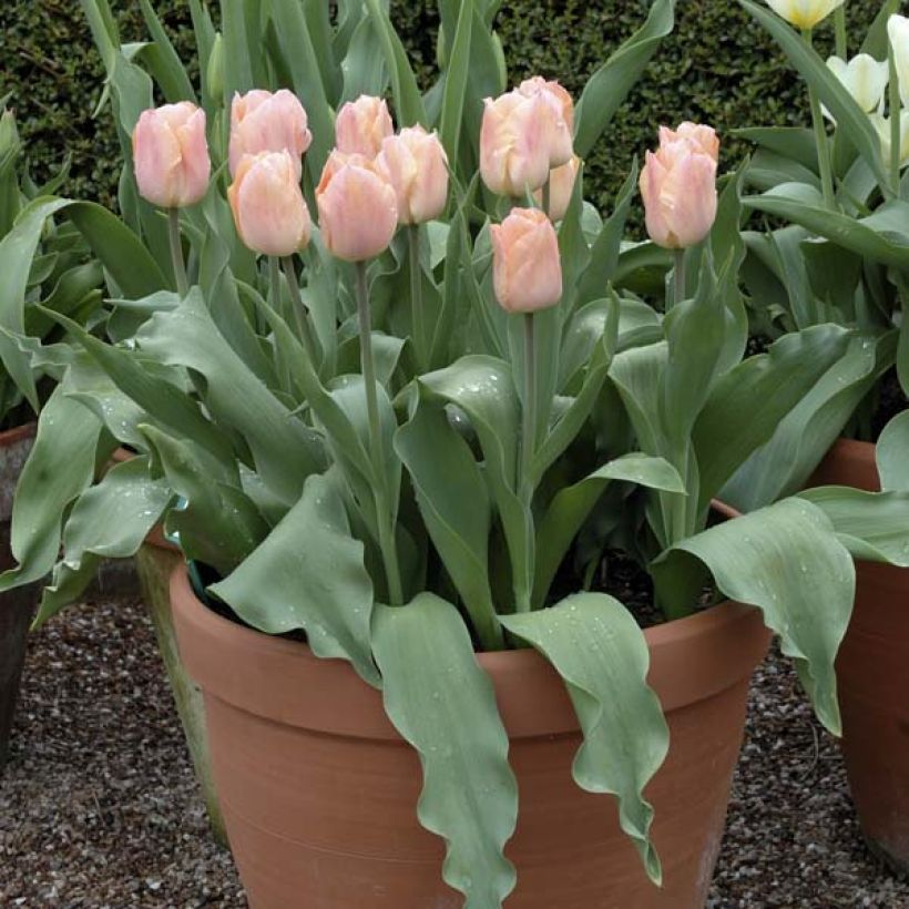 Tulipa Apricot Beauty - Vroegbloeiende enkele tulp (Groeiplaats)