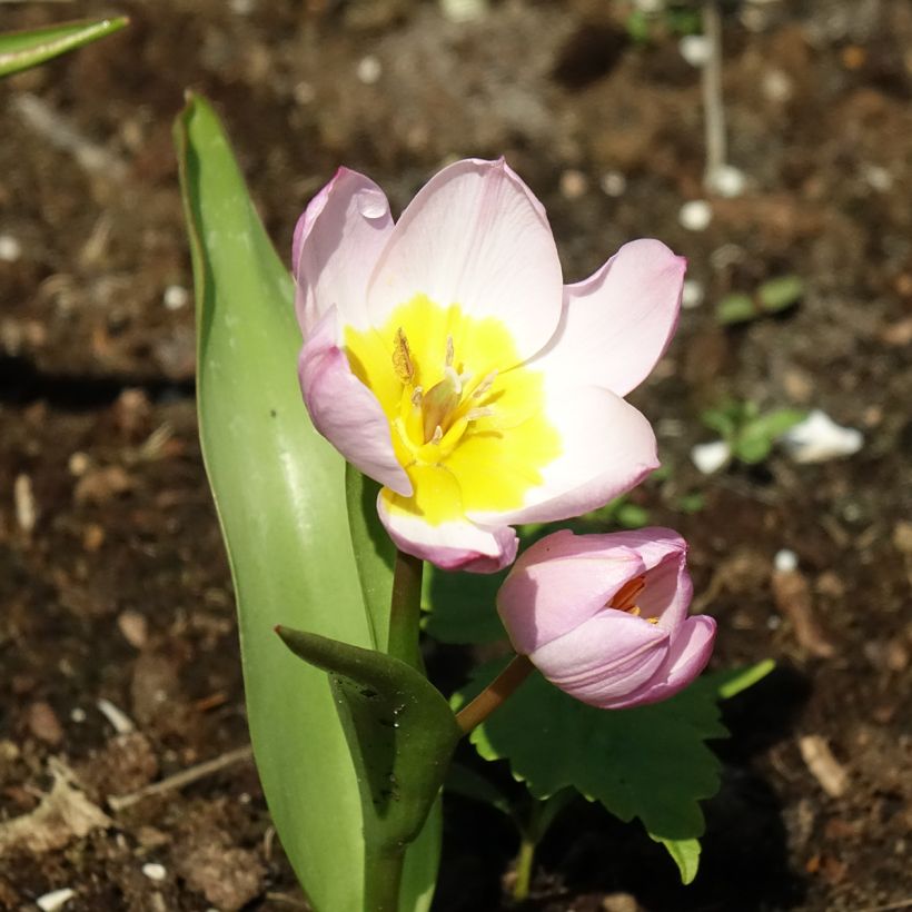 Tulipa bakeri Lilac Wonder - botanische tulp (Bloei)