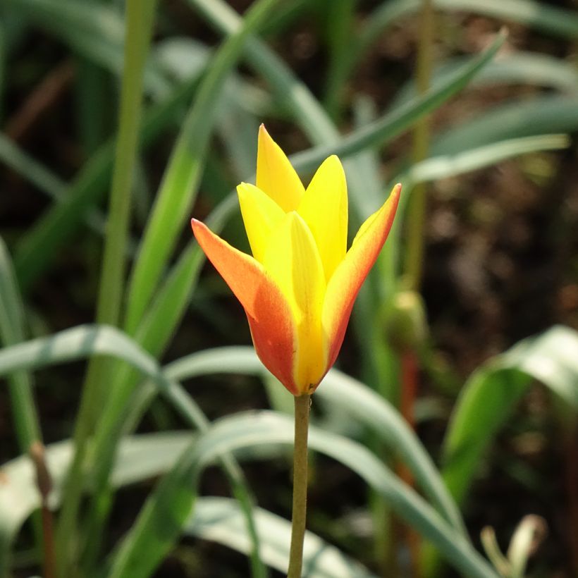Tulipa clusiana var. chrysantha Tubergen Gem - botanische tulp (Bloei)