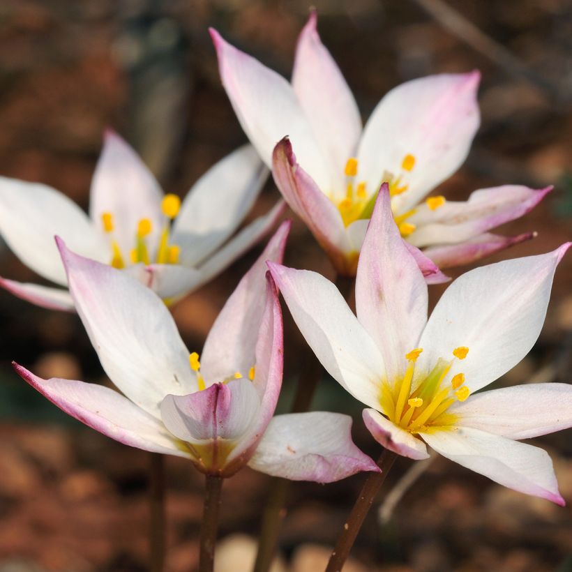 Tulipa cretica Hilde - botanische tulp (Bloei)