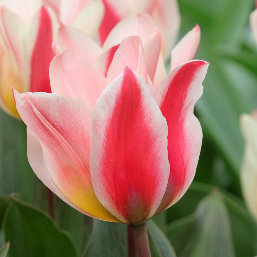 Tulipa greigii Mary Ann - Greigii‑tulp (Bloei)