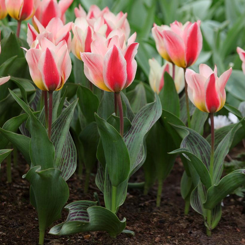 Tulipa greigii Mary Ann - Greigii‑tulp (Groeiplaats)