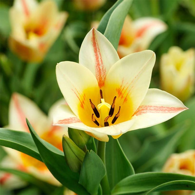Tulipa greigii Quebec - Greigii‑tulp (Bloei)