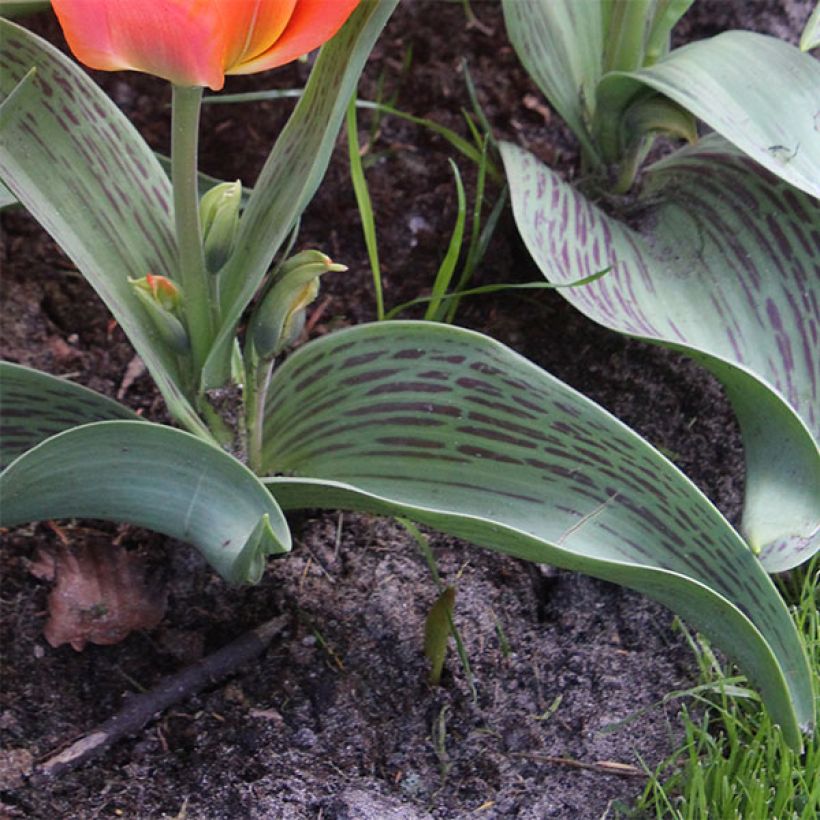Tulipa greigii Toronto - Greigii‑tulp (Blad)