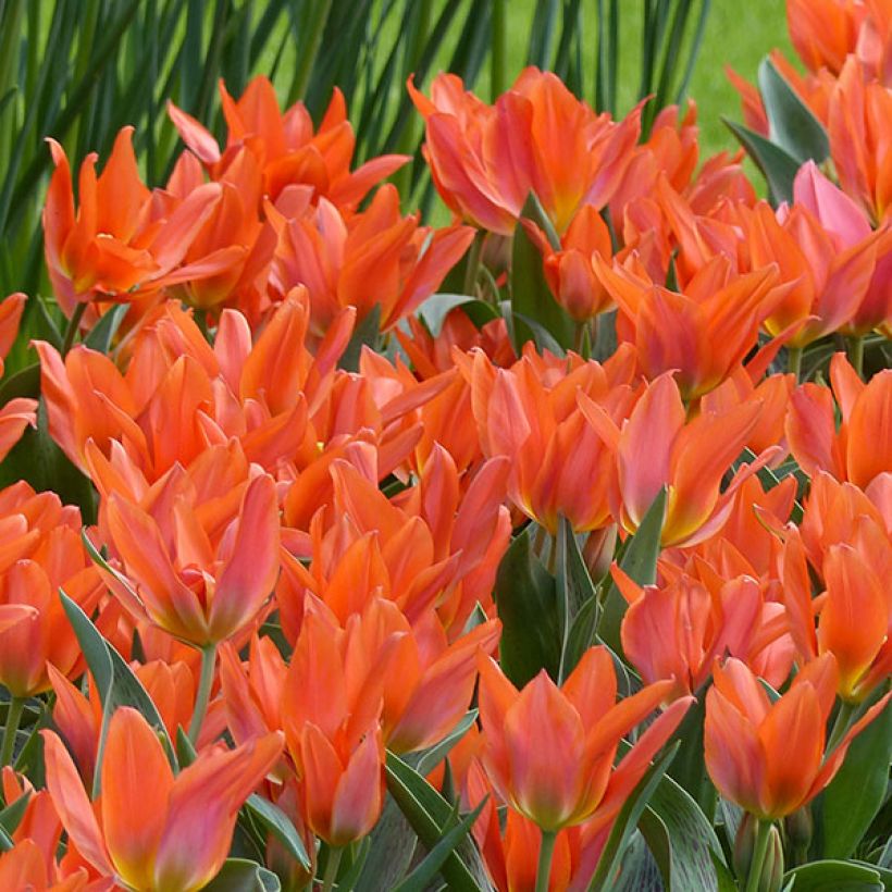 Tulipa greigii Toronto - Greigii‑tulp (Bloei)