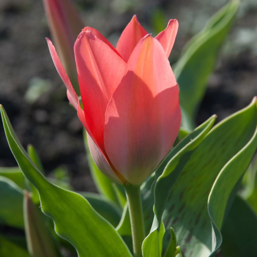 Tulipa greigii Toronto - Greigii‑tulp (Bloei)