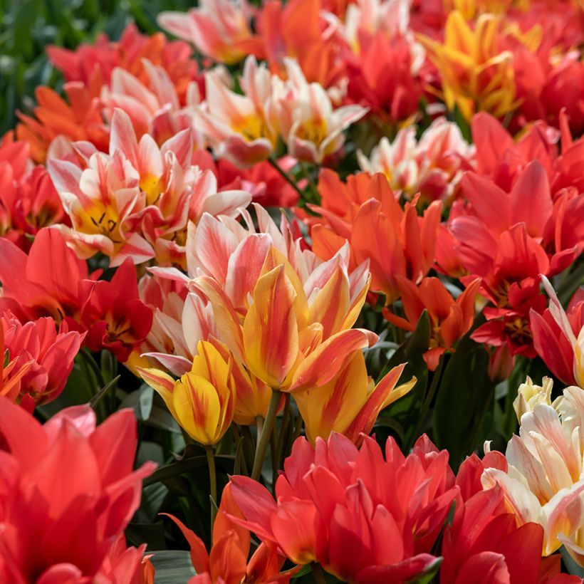 Tulipa greigii Winnipeg - Greigii‑tulp (Groeiplaats)
