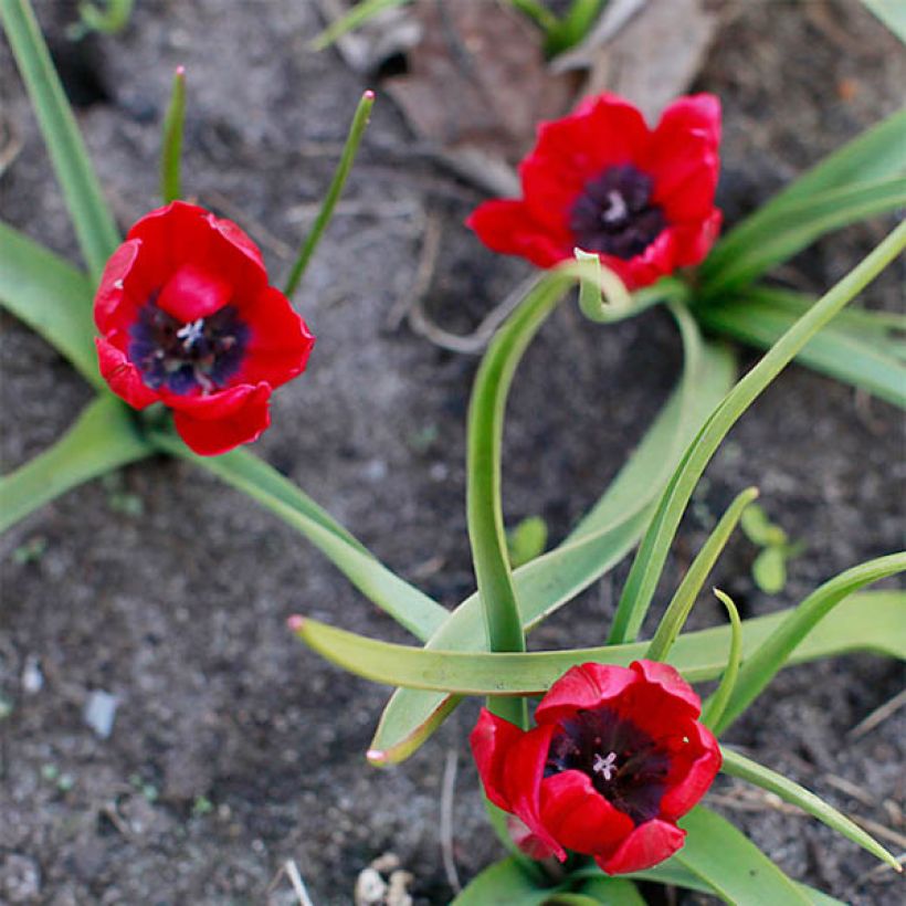 Tulipa humilis Lilliput - Dwergtulp (Bloei)