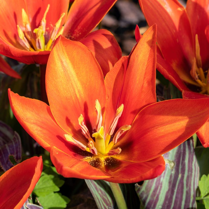 Tulipa kaufmanniana Early Harvest - Kaufmanniana tulp (Bloei)
