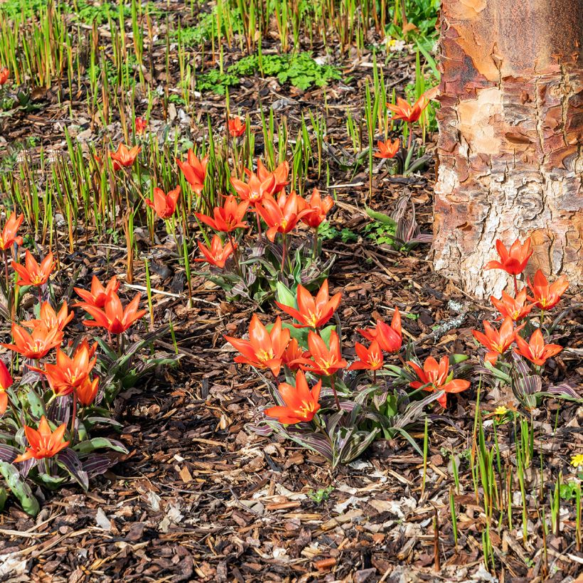 Tulipa kaufmanniana Early Harvest - Kaufmanniana tulp (Groeiplaats)