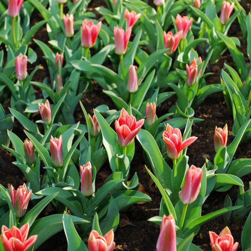 Tulipa kaufmanniana Fashion - Kaufmanniana tulp (Blad)