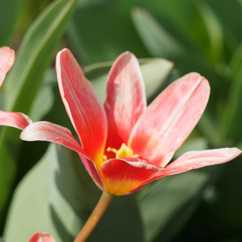 Tulipa kaufmanniana Fashion - Kaufmanniana tulp (Bloei)