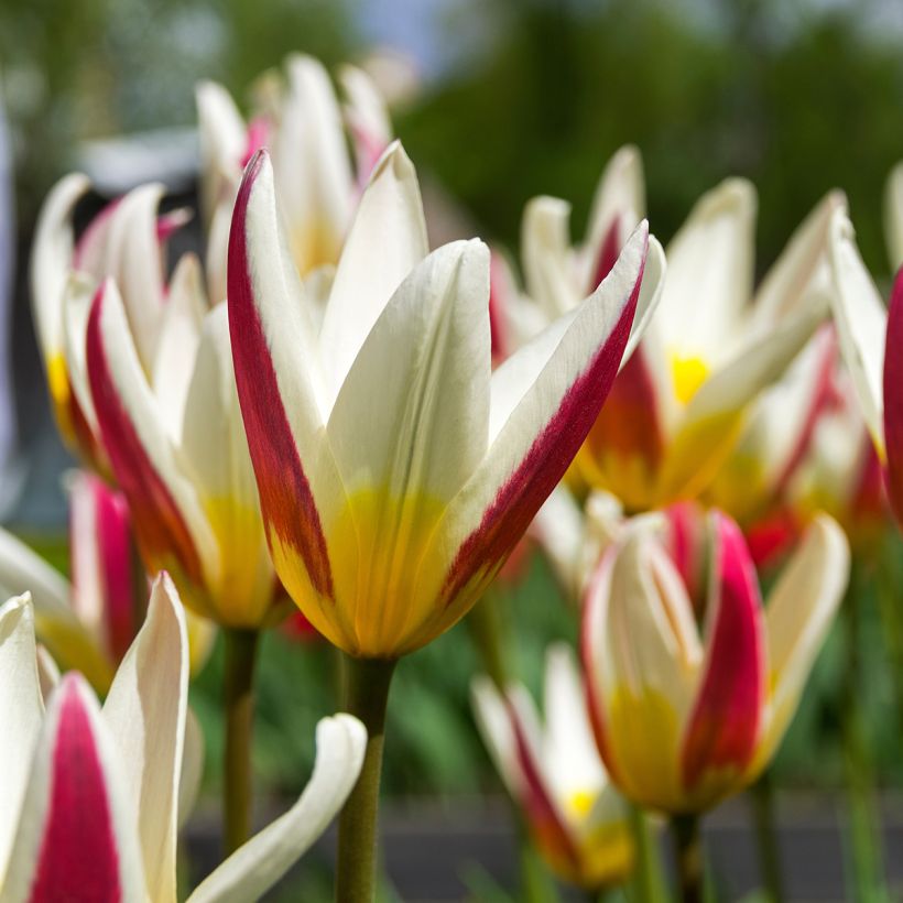 Tulipa kaufmanniana Johann Strauss - Kaufmanniana tulp (Bloei)