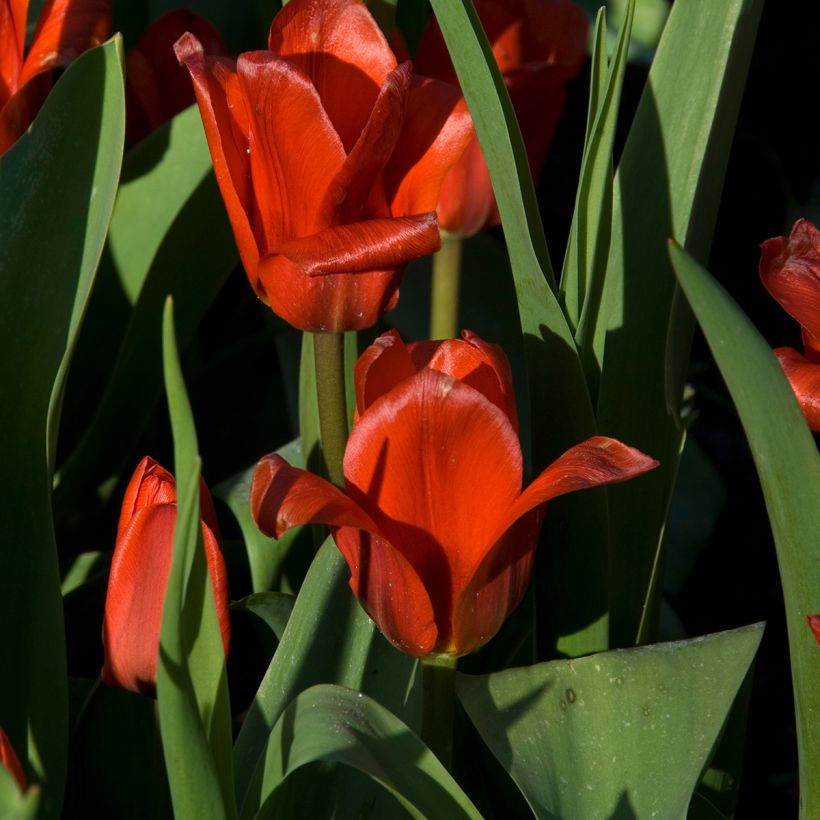 Tulipa kaufmanniana Showwinner - Kaufmanniana tulp (Bloei)