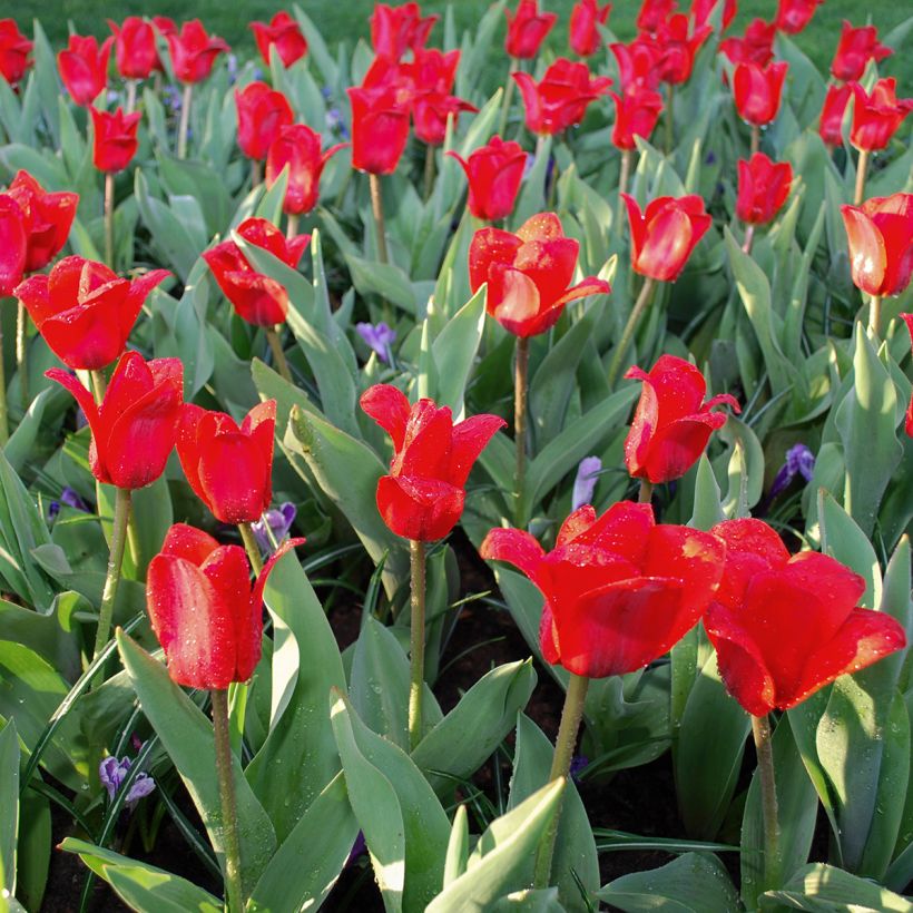 Tulipa kaufmanniana Showwinner - Kaufmanniana tulp (Groeiplaats)