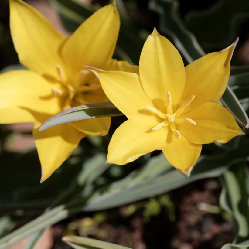 Tulipa kolpakowskiana - Botanische tulp (Bloei)