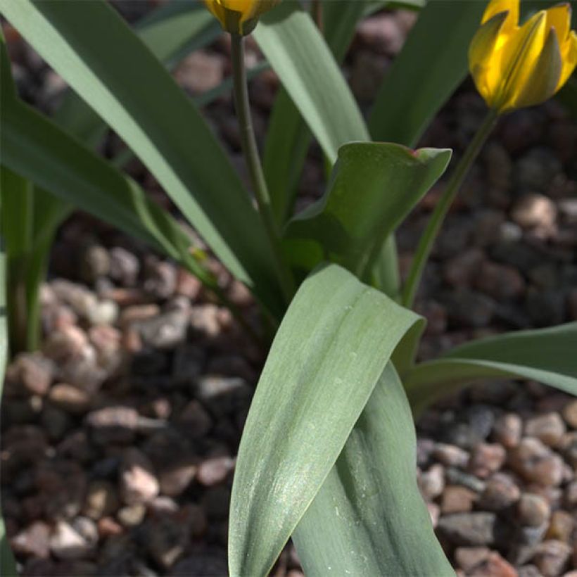 Tulipa neustruevae - Botanische tulp (Blad)