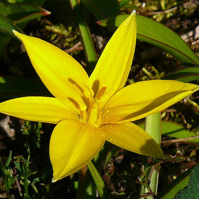Tulipa urumiensis - botanische tulp (Bloei)