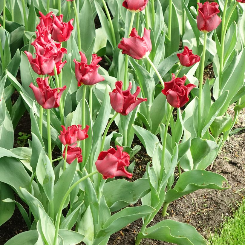 Tulipa Red Dress - Coronet‑tulp (Bloei)