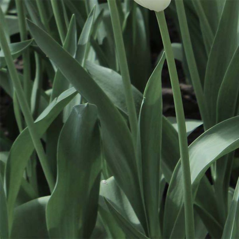 Tulipa Darwin Cherry Delight - Darwintulp (Blad)
