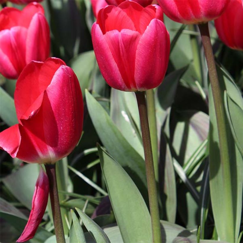 Tulipa Darwin Cherry Delight - Darwintulp (Groeiplaats)