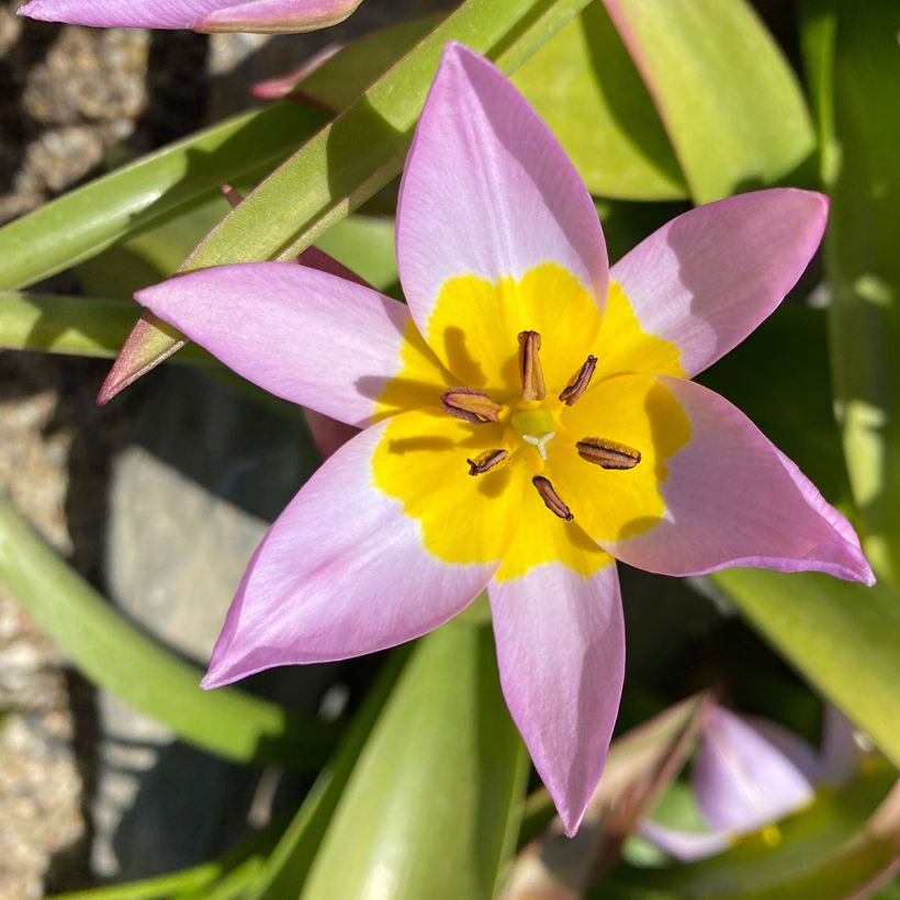 Tulipa saxatilis - Botanische tulp (Bloei)
