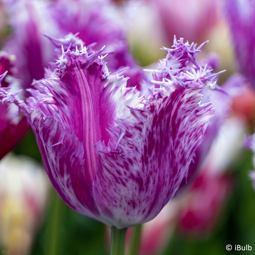 Tulipa crispa Purple Circus - Gefranjerde tulp (Bloei)