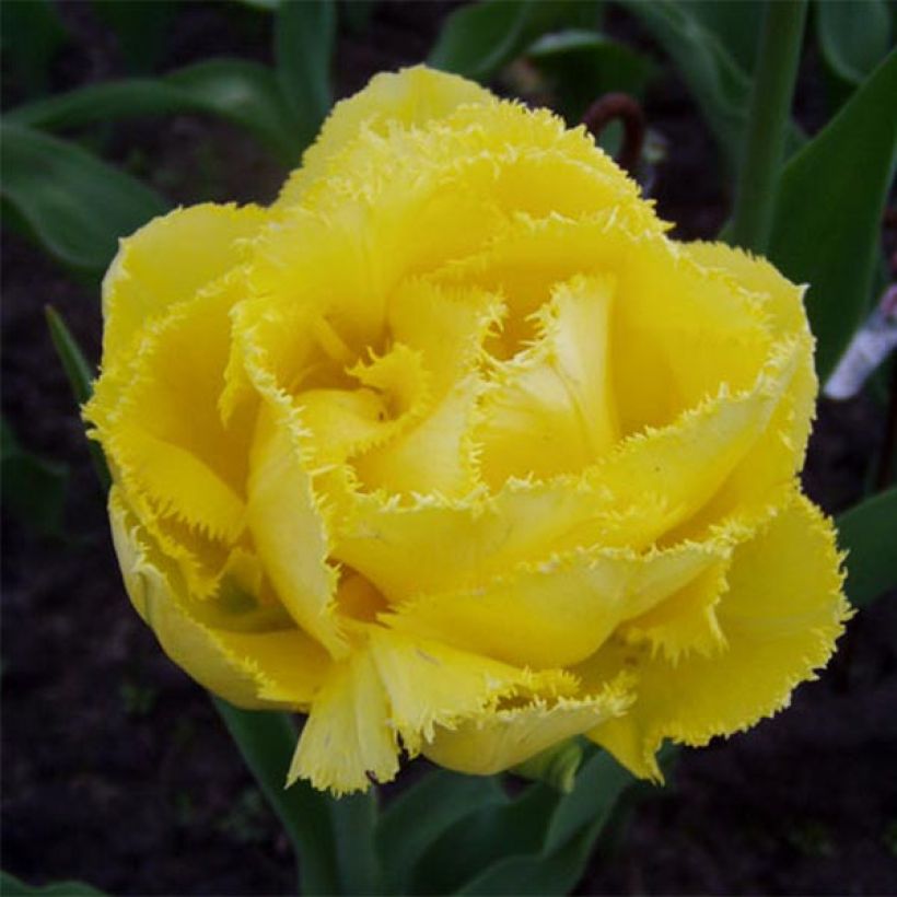 Tulipa crispa Exotic Sun - gefranjerde tulp dubbel (Bloei)
