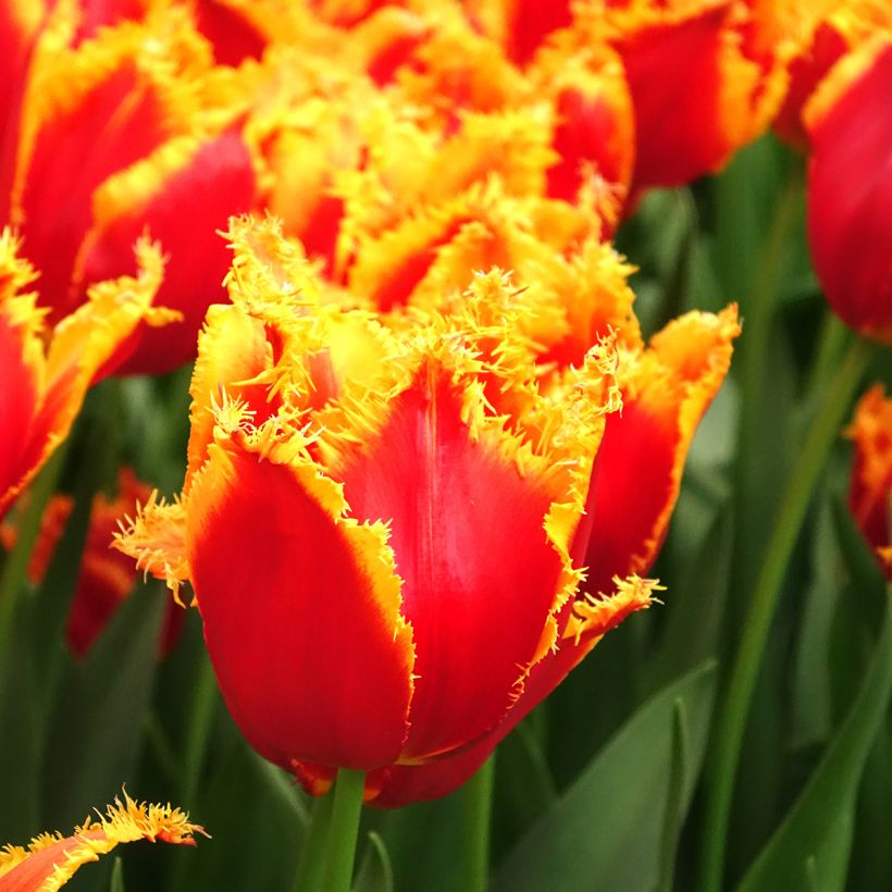 Tulipa crispa Fabio - gefranjerde tulp (Bloei)