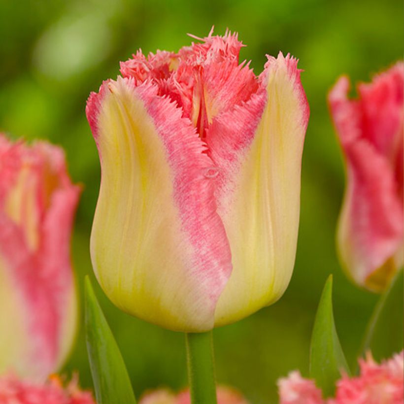 Tulipa crispa Lingerie - gefranjerde tulp (Bloei)