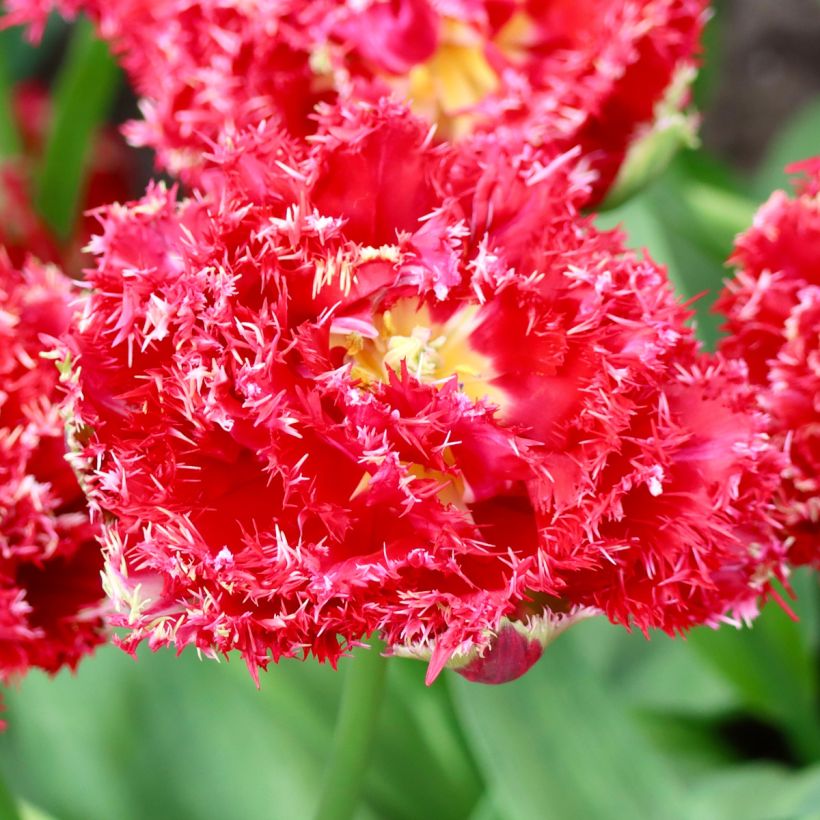 Tulipa crispa Qatar - Gefranjerde tulp (Bloei)