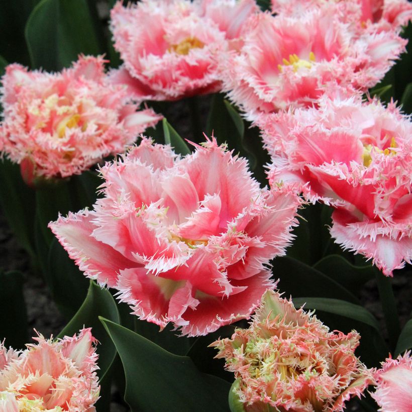 Tulipa crispa Queensland - Gefranjerde tulp (Bloei)