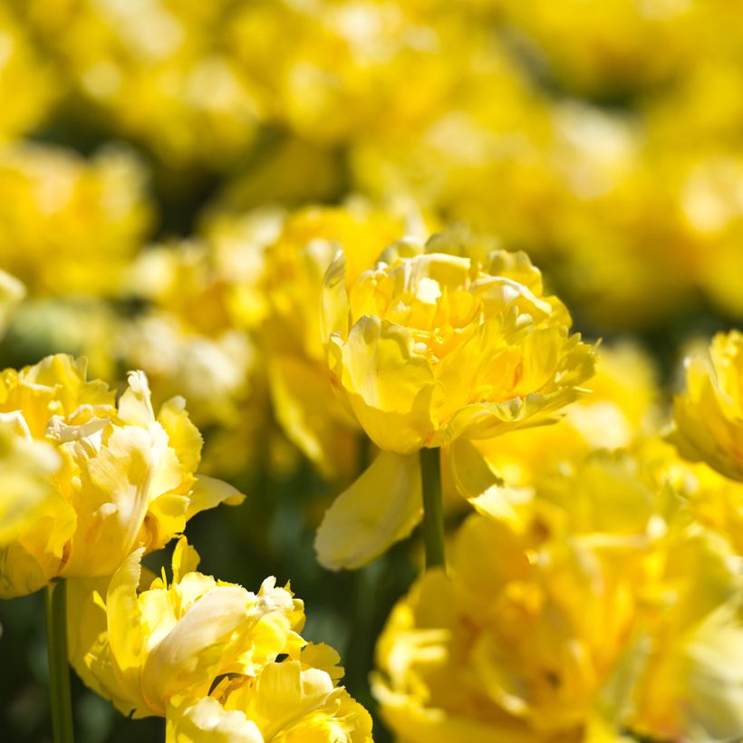 Tulipa Yellow Margarita - Dubbele vroege tulp (Bloei)