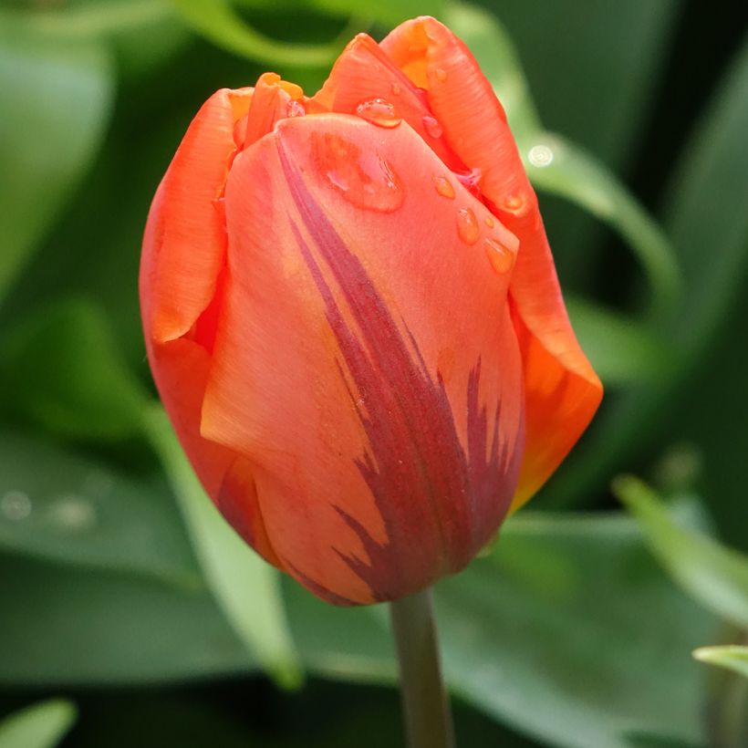 Tulipa Hermitage - Dubbele vroege tulp (Bloei)
