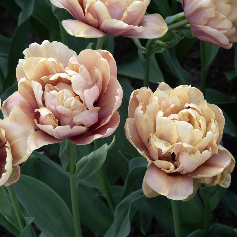 Tulipa La Belle Epoque - Dubbele vroege tulp (Bloei)