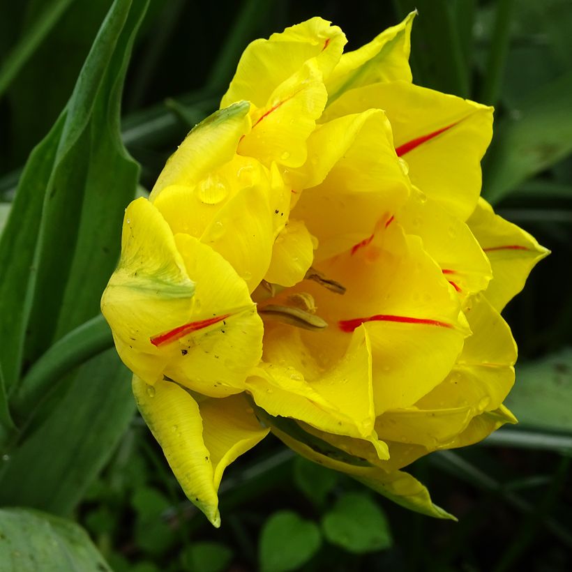 Tulipa Monsella - Dubbele vroege tulp (Bloei)