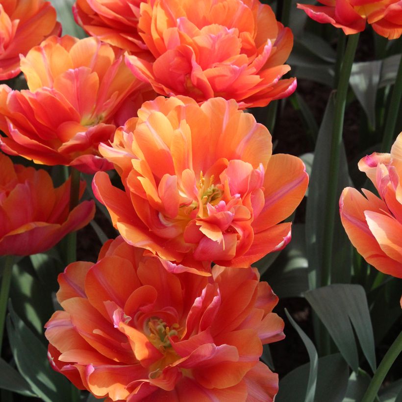 Tulipa Orca - Dubbele vroege tulp (Bloei)